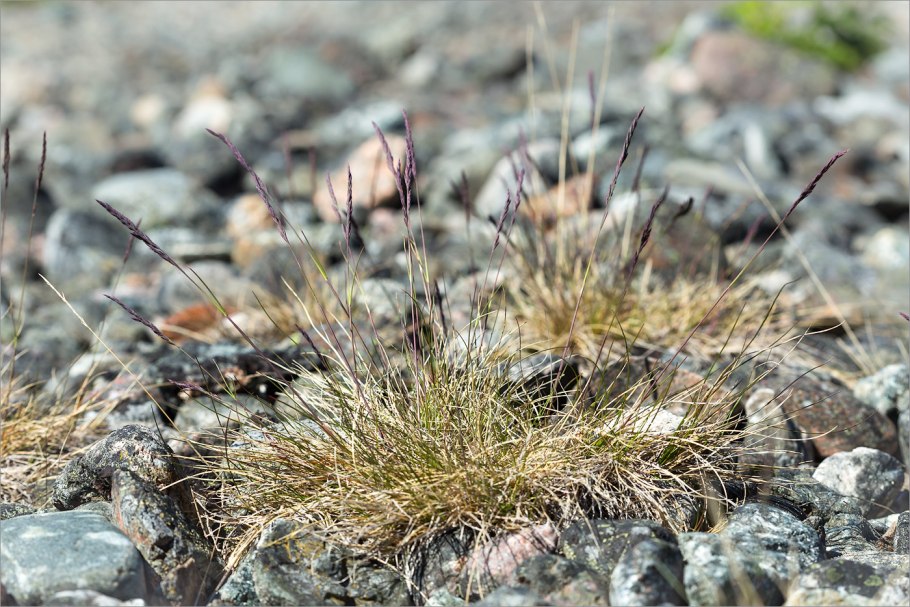 Плантариум Festuca ovina