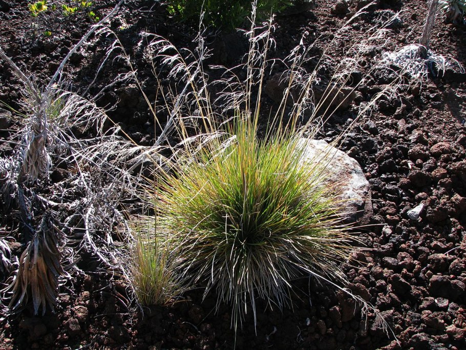 Овсяница метельчатая (Festuca Scoparia)