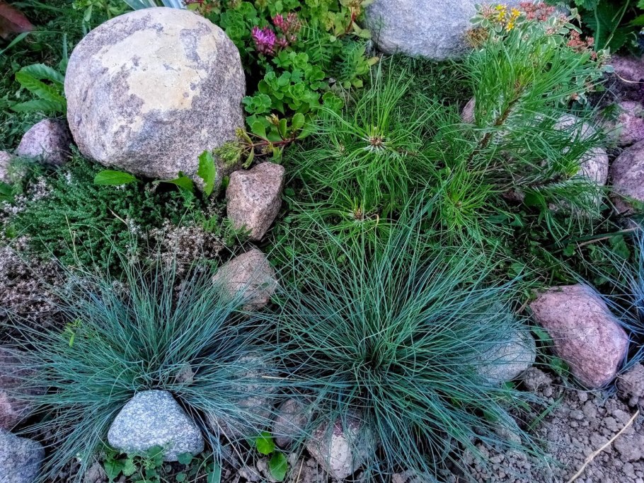 Овсяница валисская