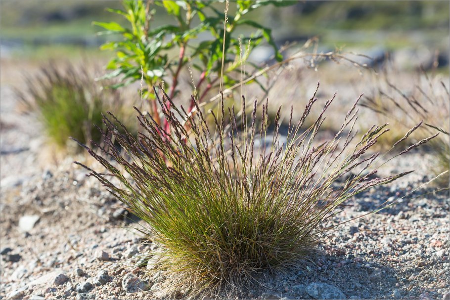 Овсяница метельчатая (Festuca Scoparia)
