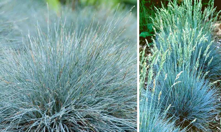 Овсяница сизая (Festuca glauca)