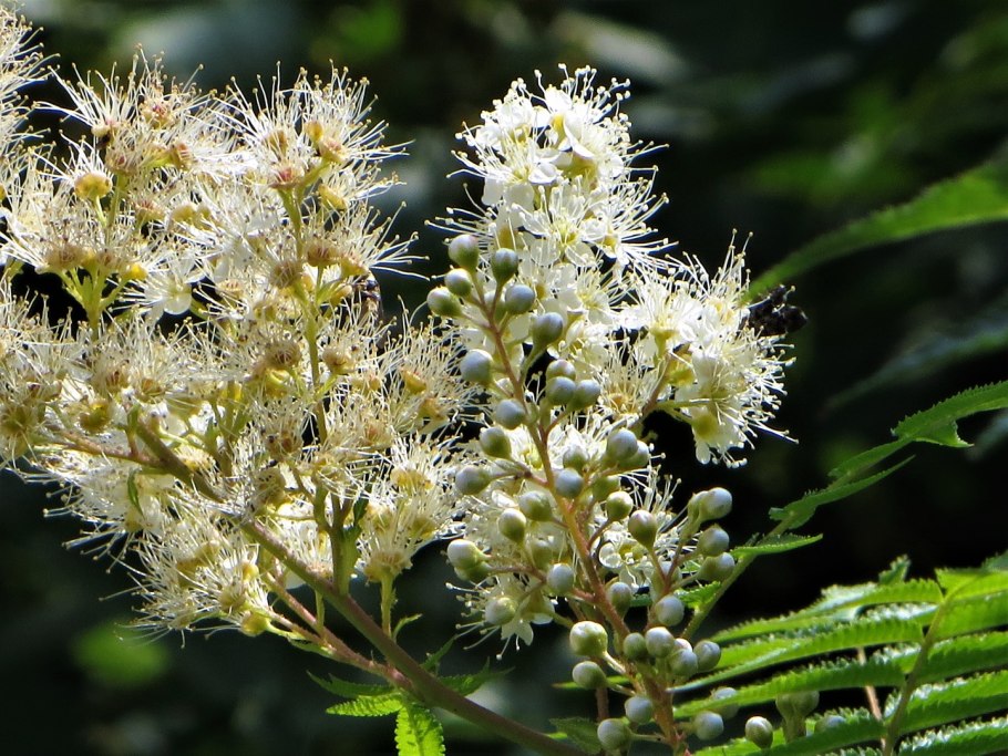 Куст рябинник Сэм