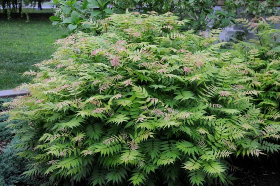 Рябинник краснолистный