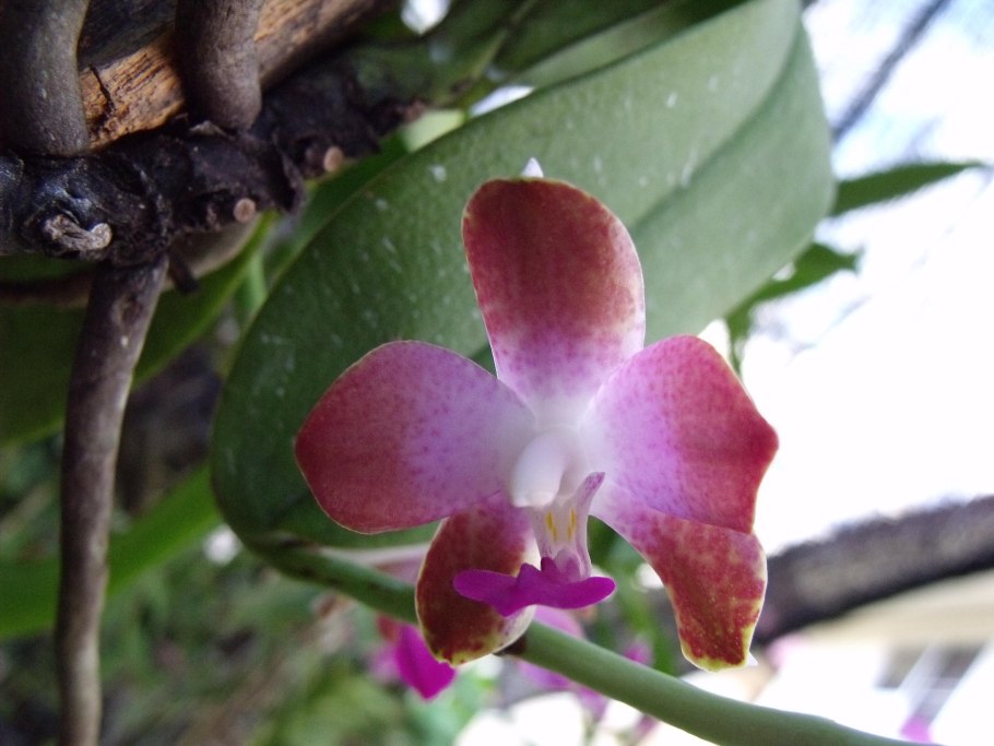 Hygrochilus marriottiana