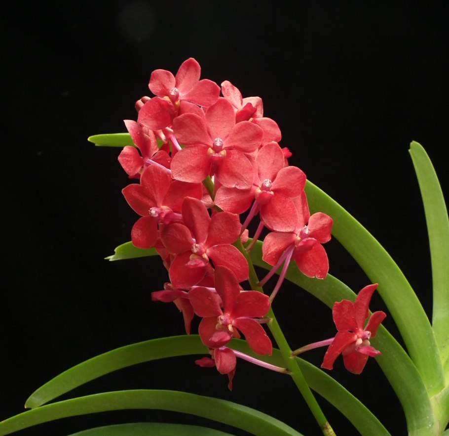 Сельдерея Джапоника на ванопсис