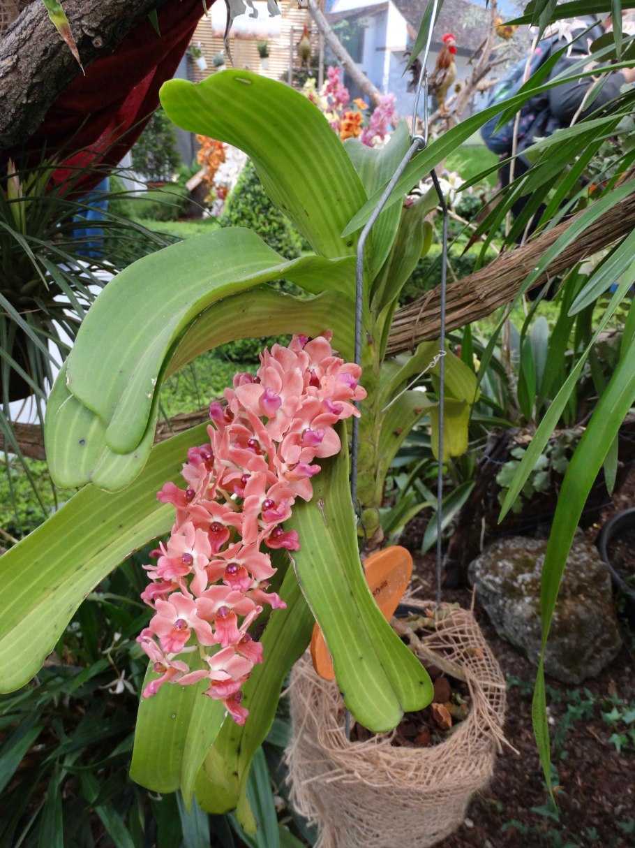 Hygrochilus marriottiana