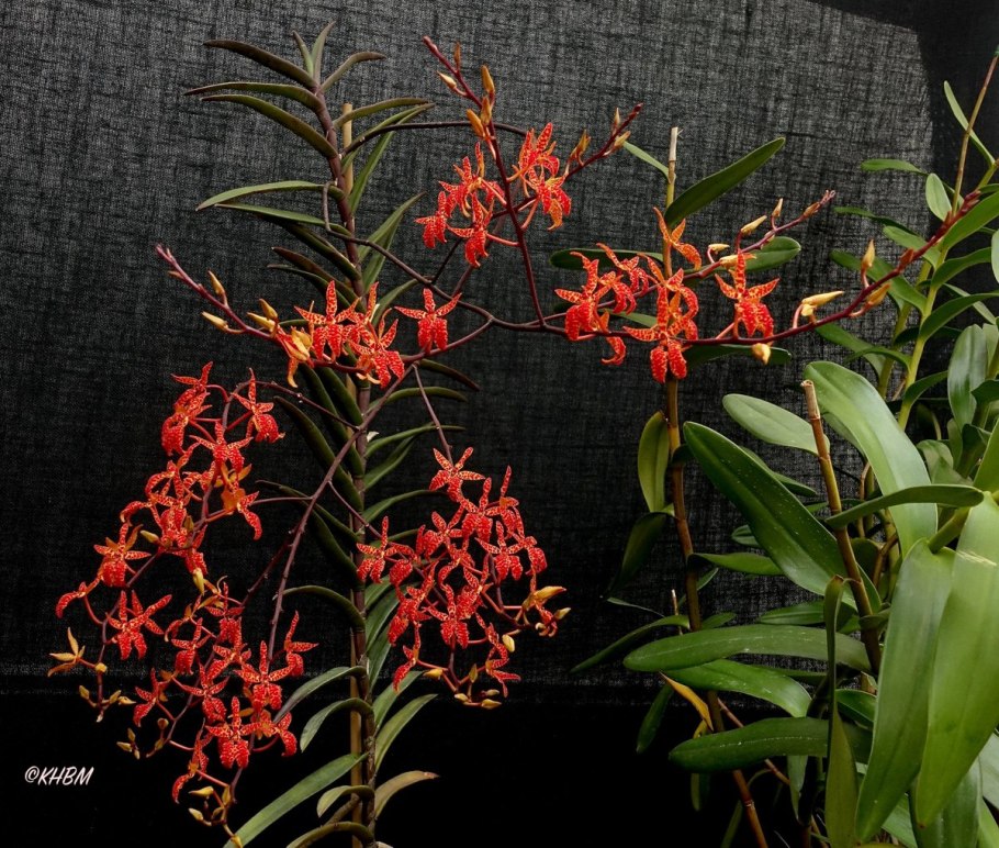 Гигантея Орхидея