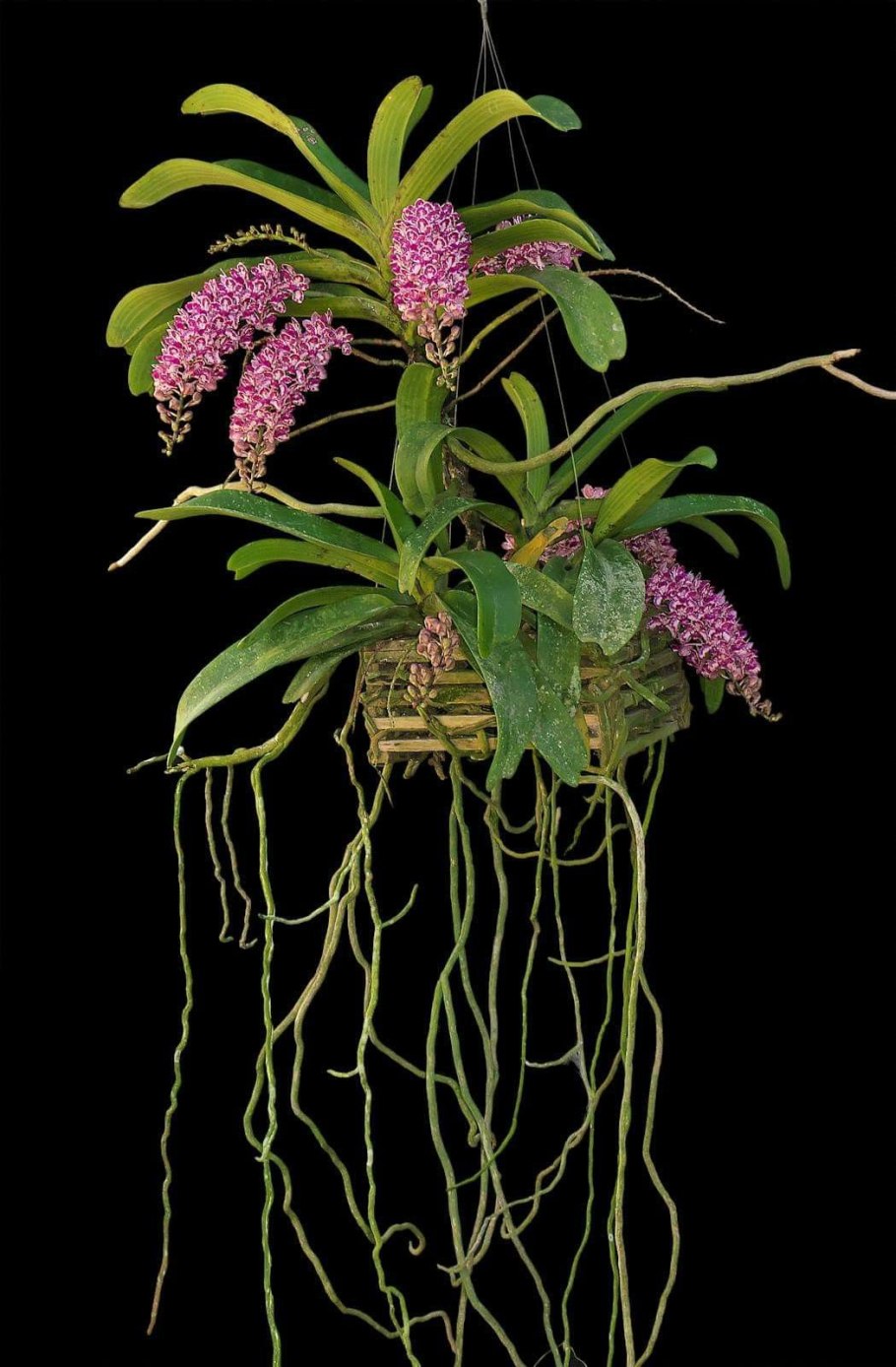 Amabilis рисовать