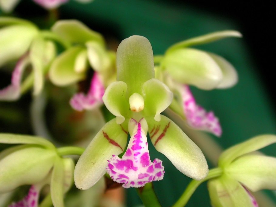 Ascocentrum pusillum