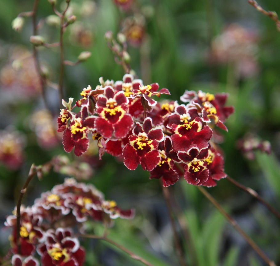 Седирея Японика