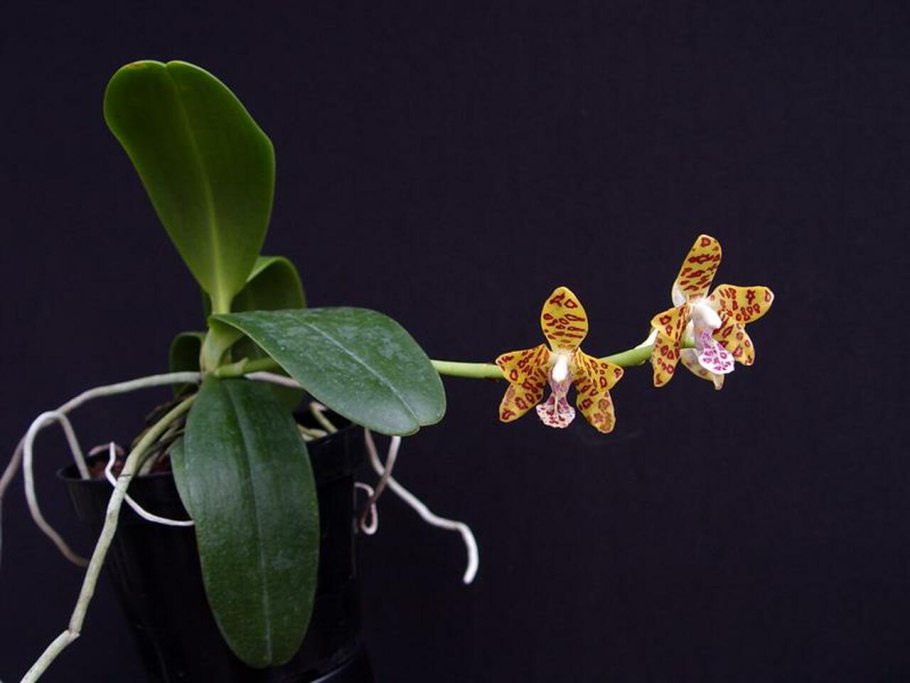 Sedirea japonica x Vandopsis parishii