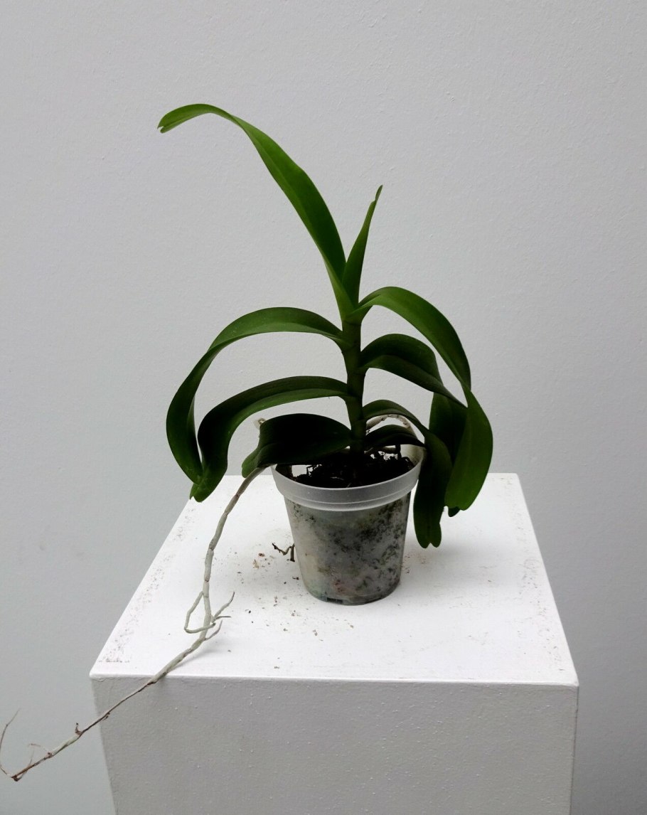 Орхидея Ren.monachica