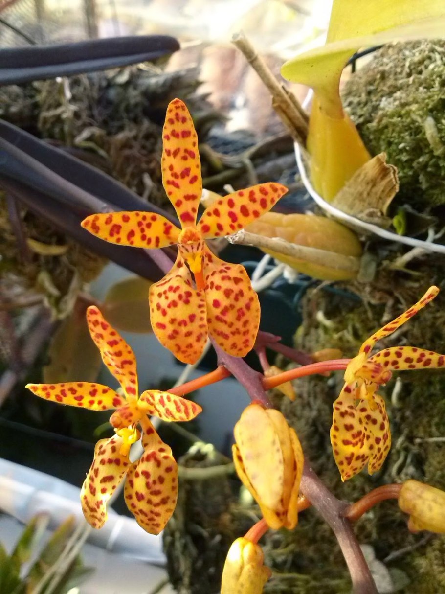 Vandaenopsis Thai Cherry 341