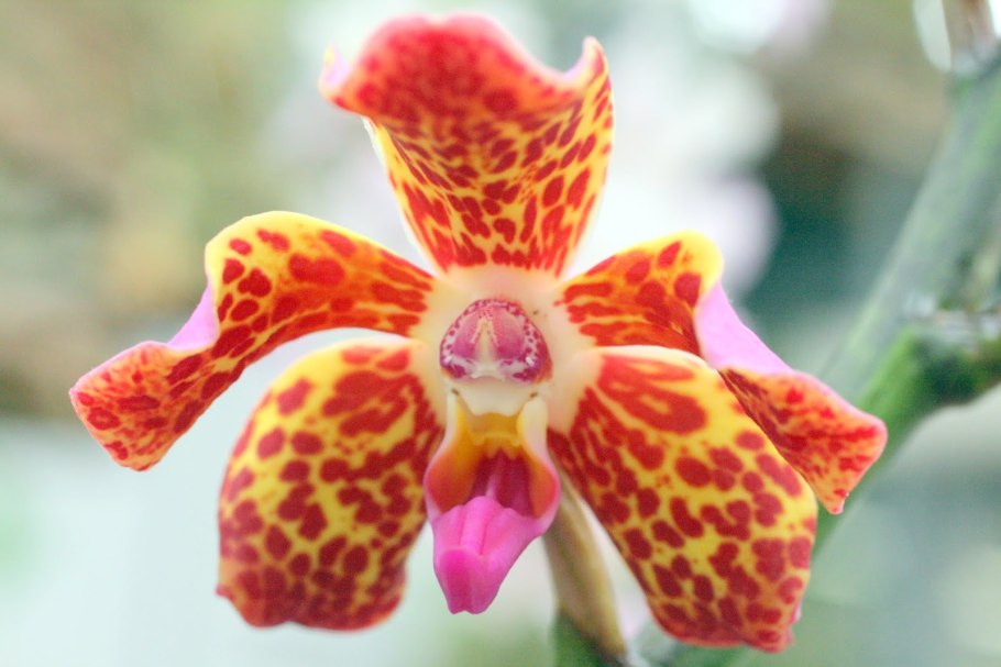 Vandopsis lissochiloides x sib