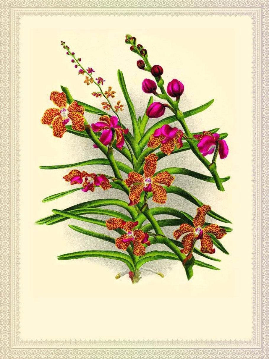 Дуб Сулавеси