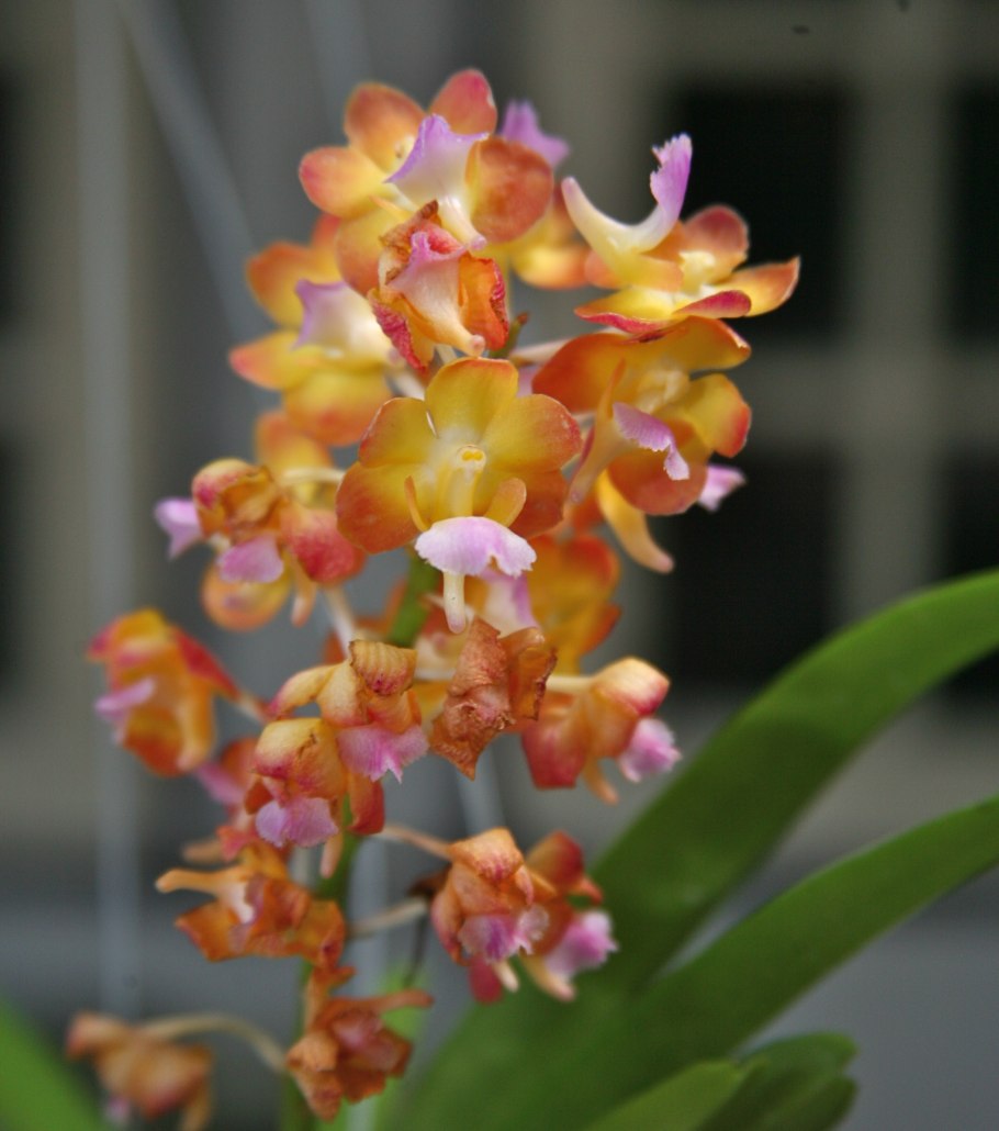Vanda PNG