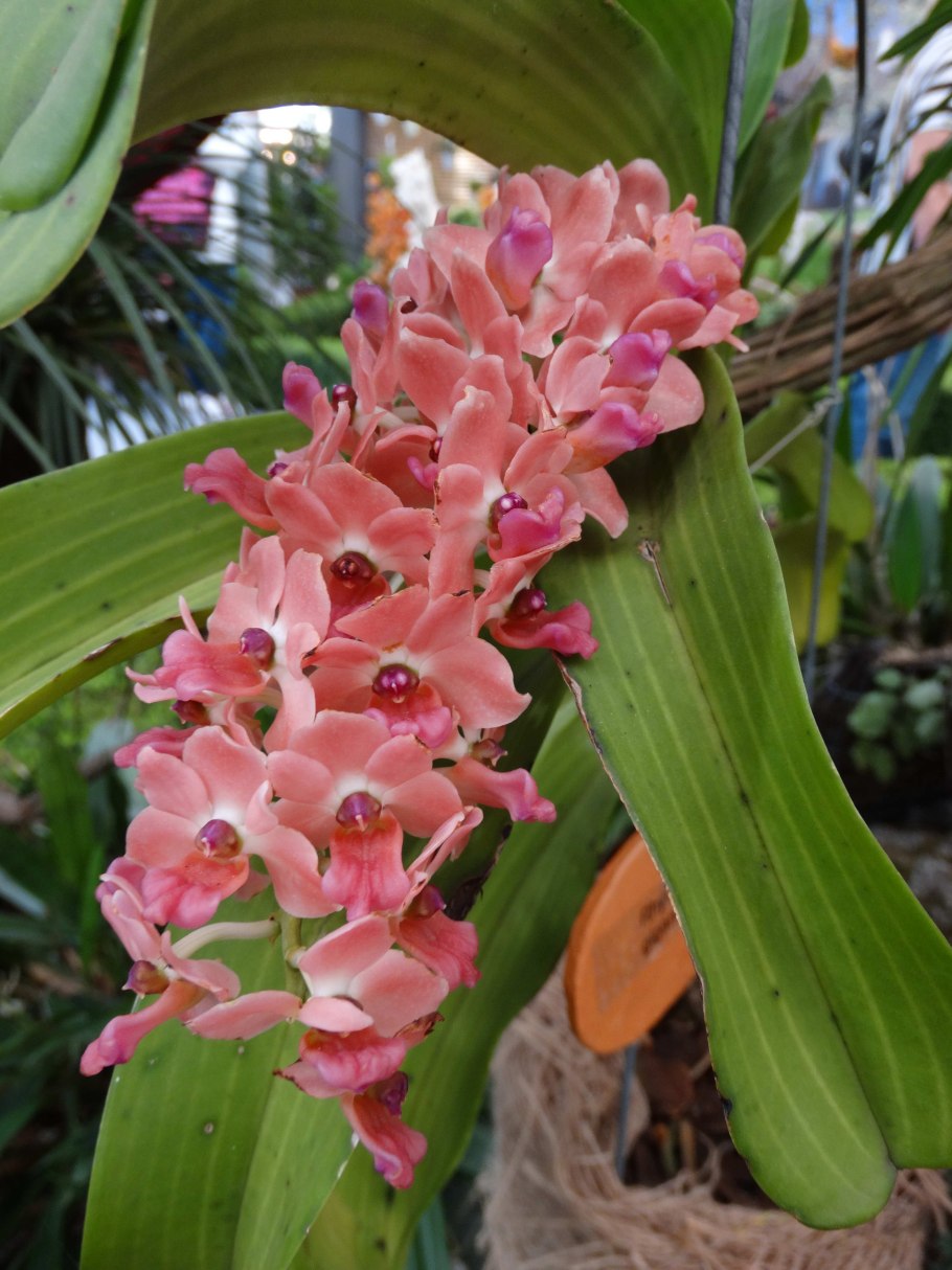 Орхидея Ren.monachica