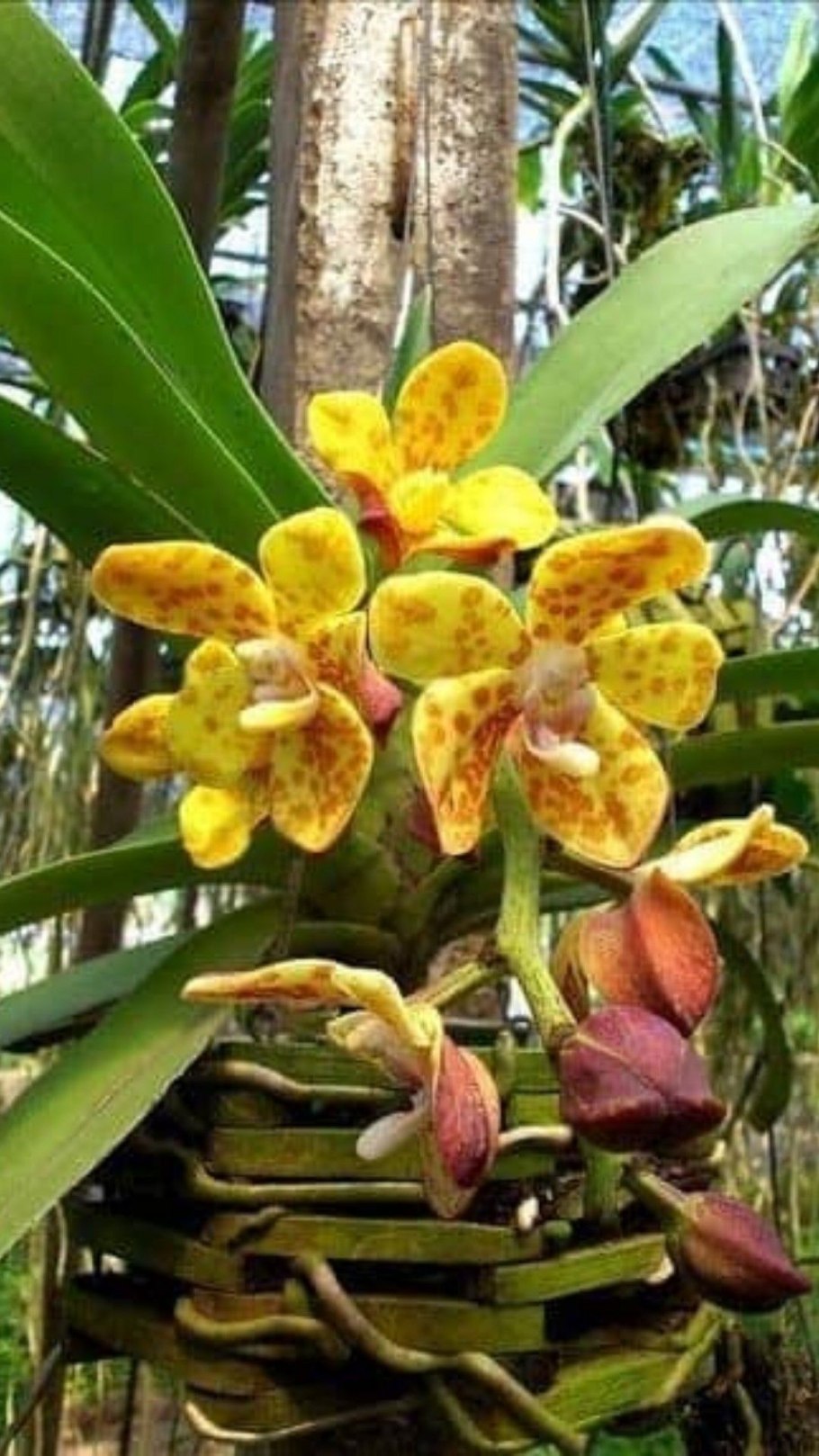 Орхидея сельдерея вандопсис