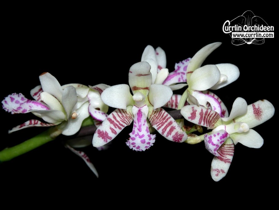 Орхидея Spathoglottis plicata