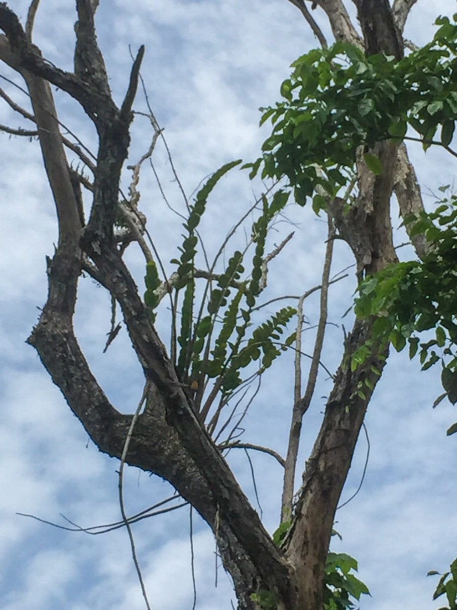 Фаленопсис париша