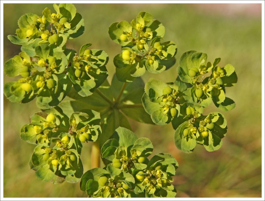 Володушка козелецелистная