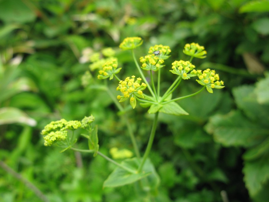 Растение володушка золотистая