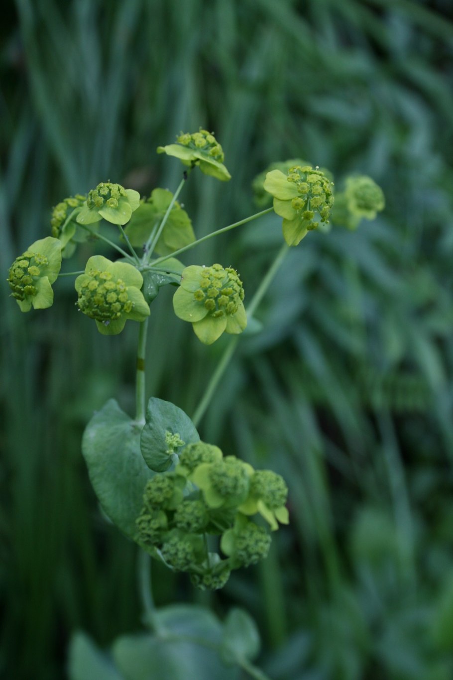 Володушка многожильчатая
