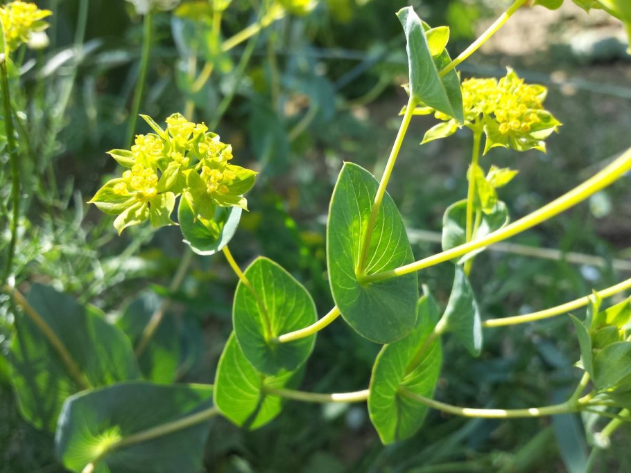 Молочай Палласа