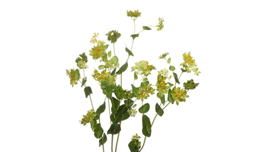 Трава володушка золотистая