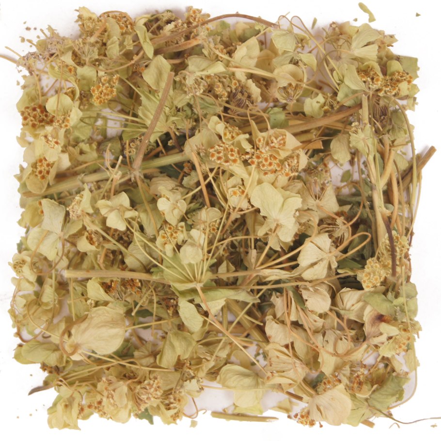 Володушка круглолистная семена