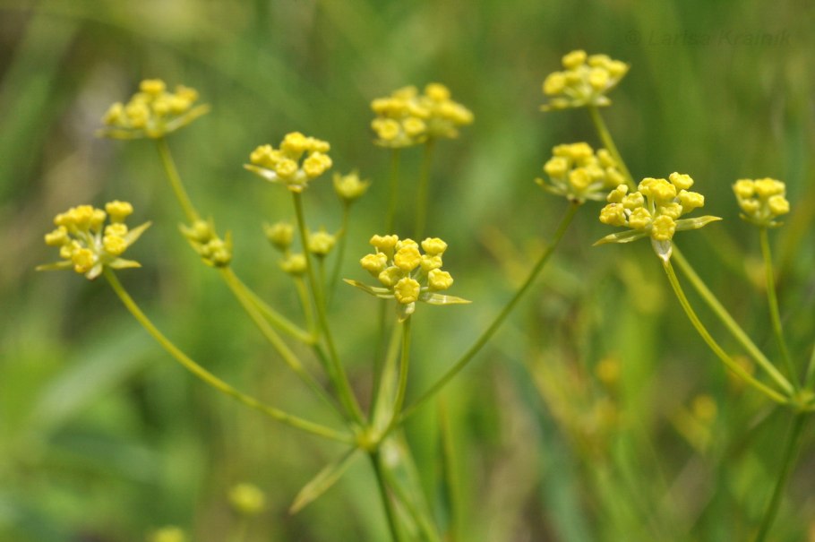 Володушка многожильчатая