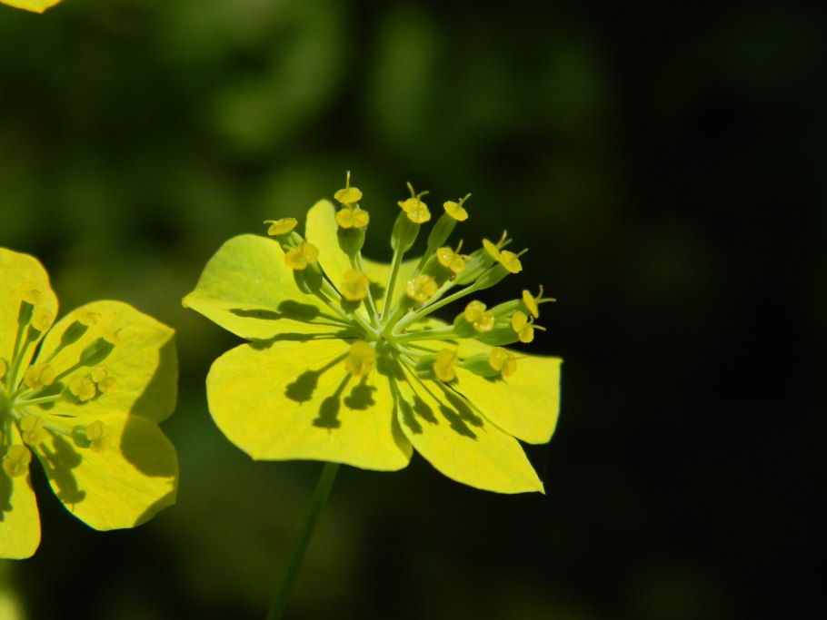 Володушка золотистая (50 гр)