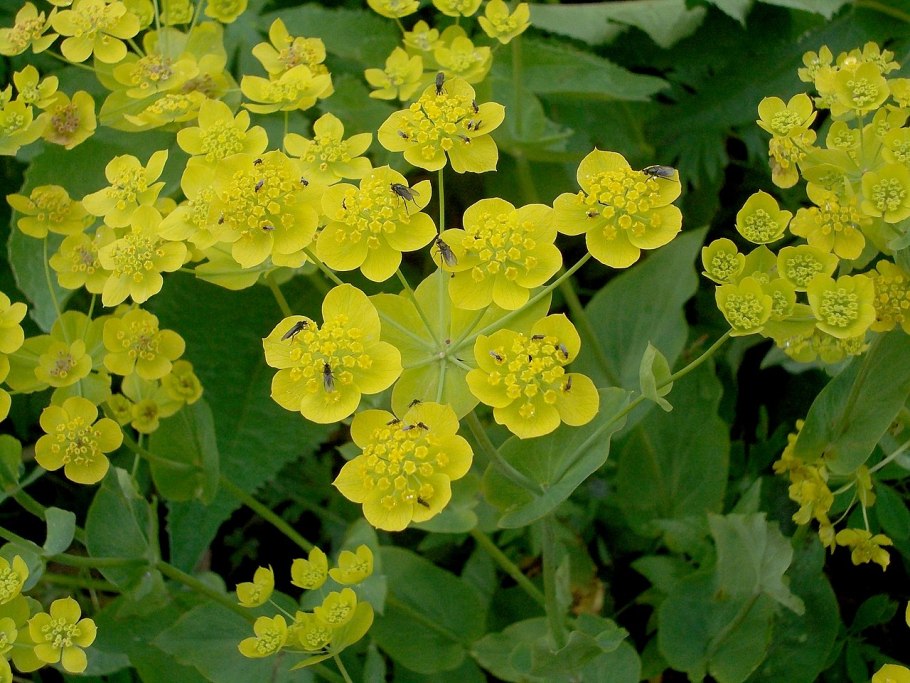 Молочай болотный (Euphorbia palustris)