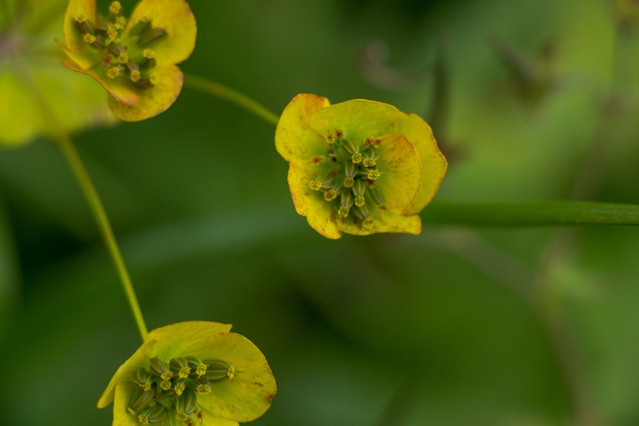 102. Володушка золотистая - Bupleurum Aureum.