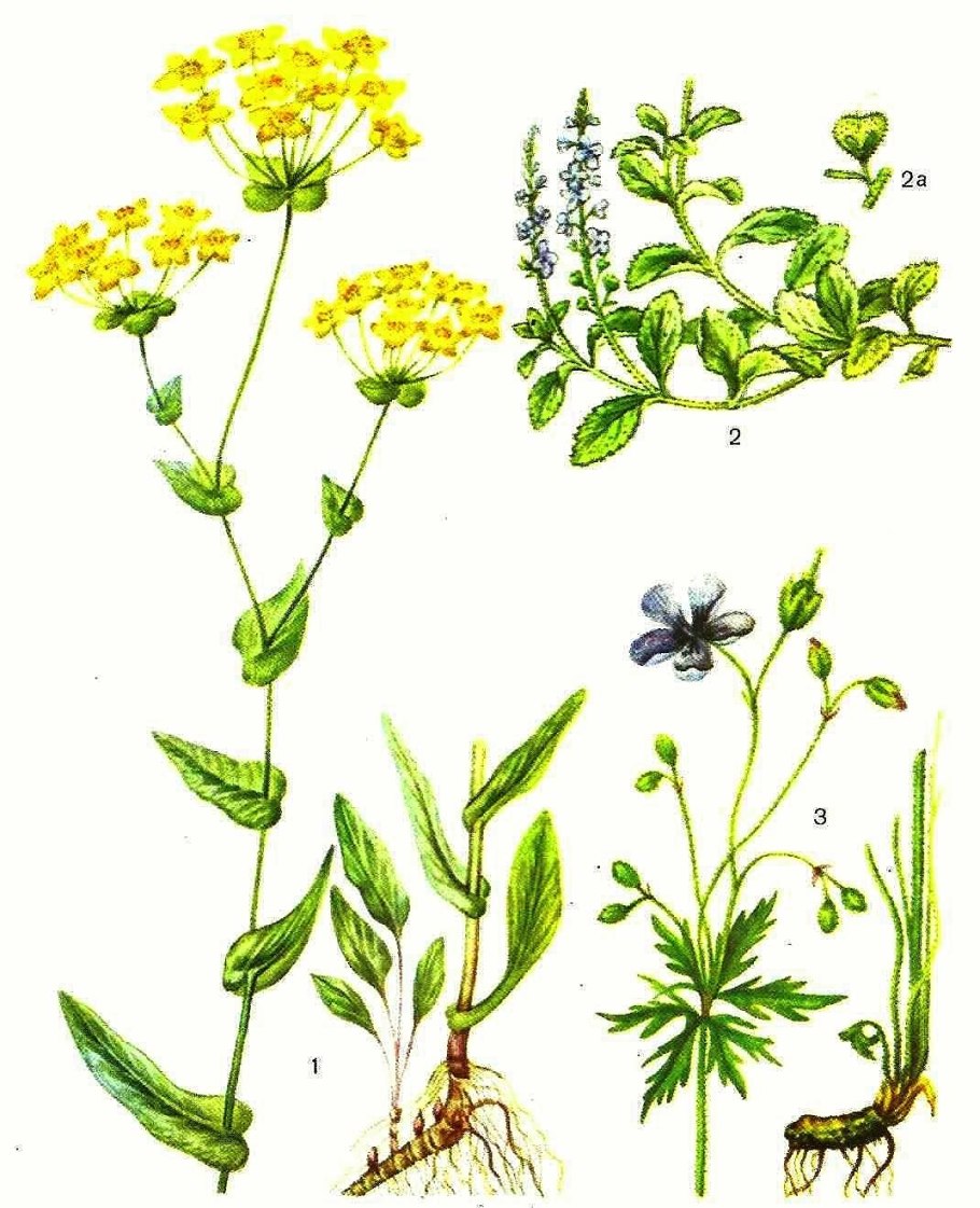 Володушка круглолистная