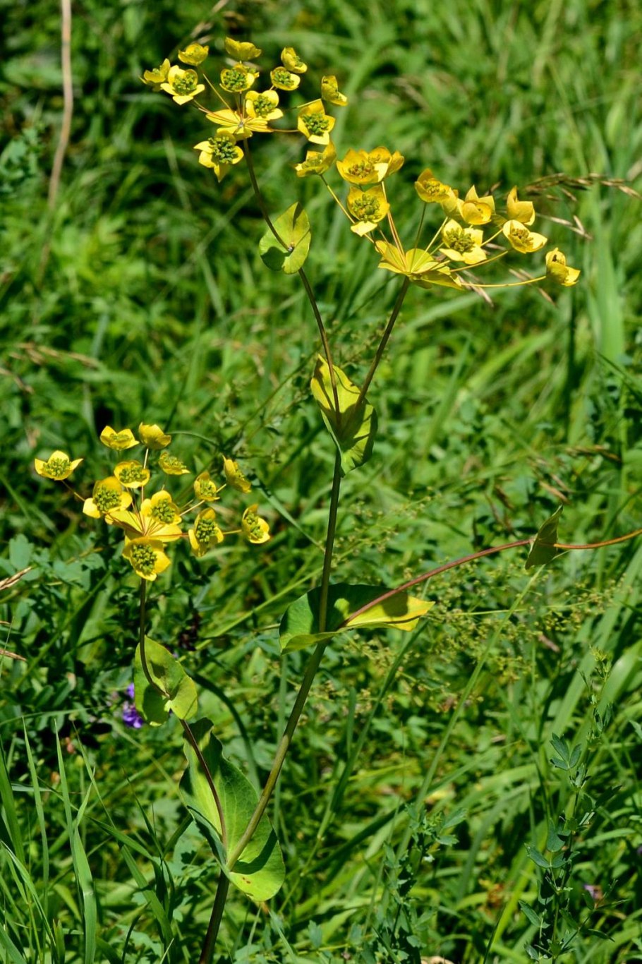 Володушка козелецелистная
