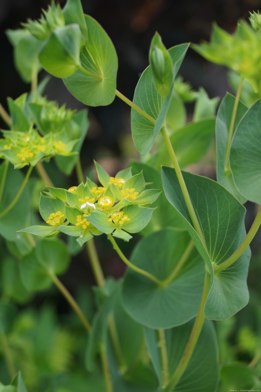 Володушка Мартьянова