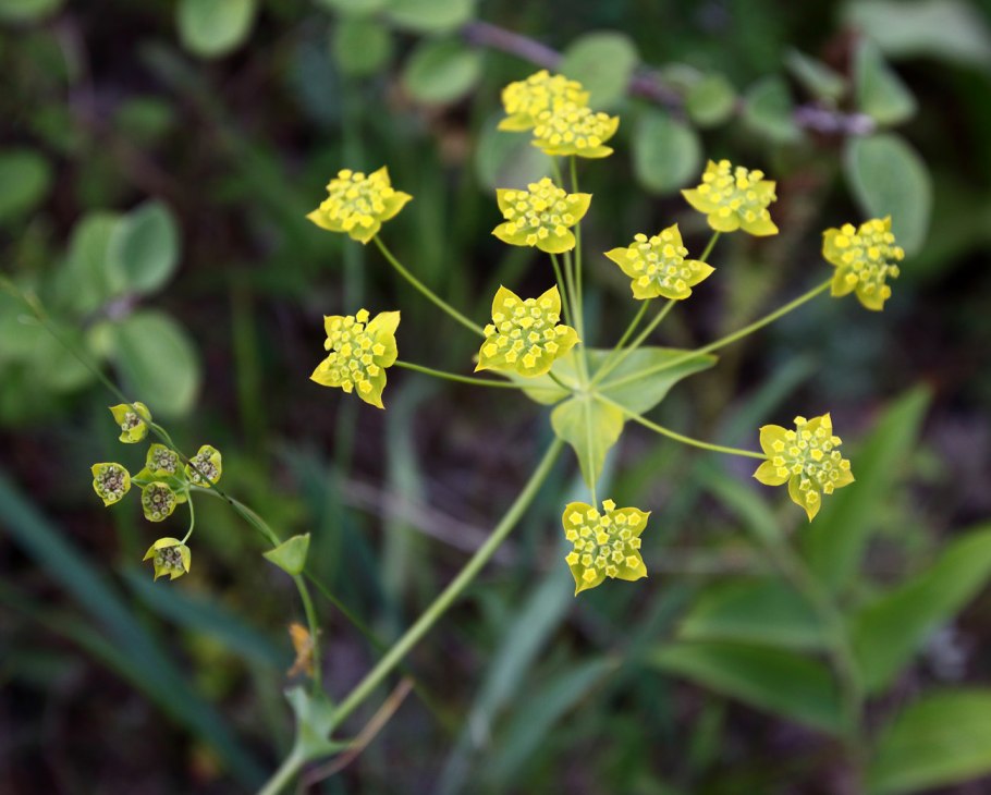Володушка многожилковая