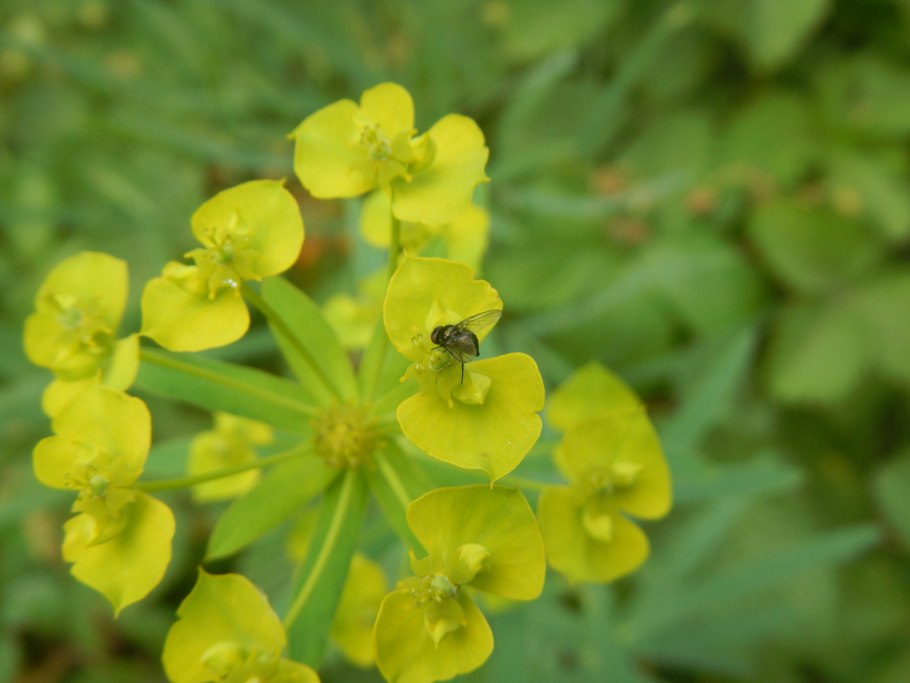 Володушка длиннолистная