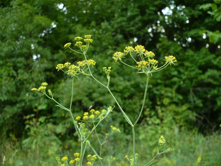Володушка многожильчатая