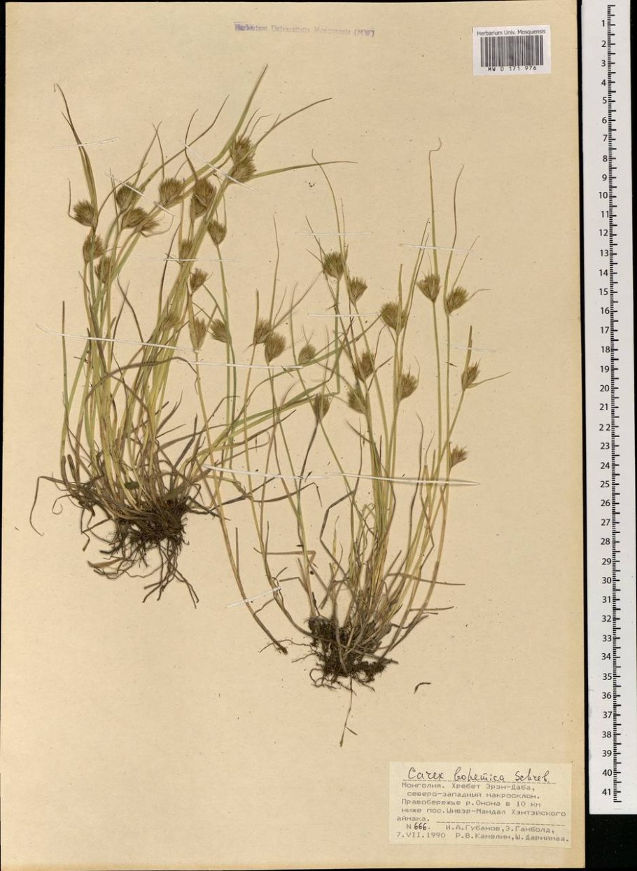 Осока ржавопятнистая фото