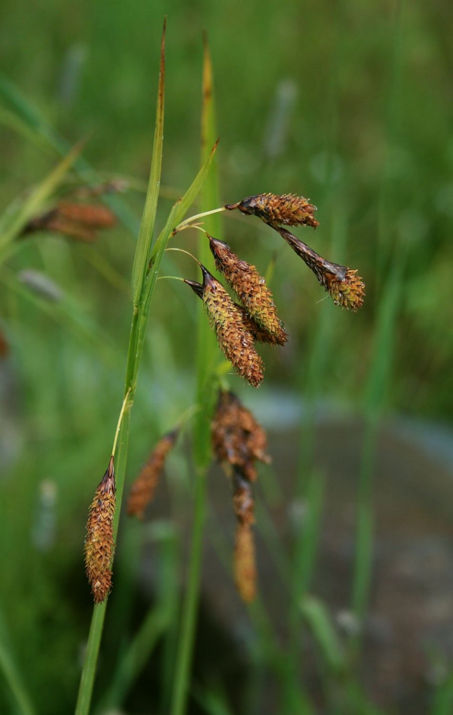 Осока остролистная