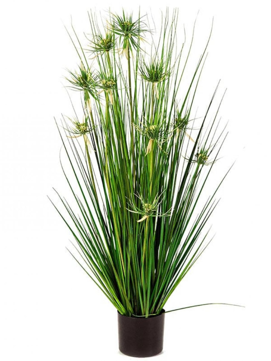 Сочная Осока