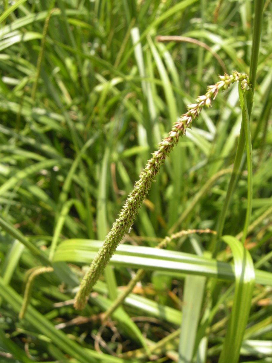 Carex pendula