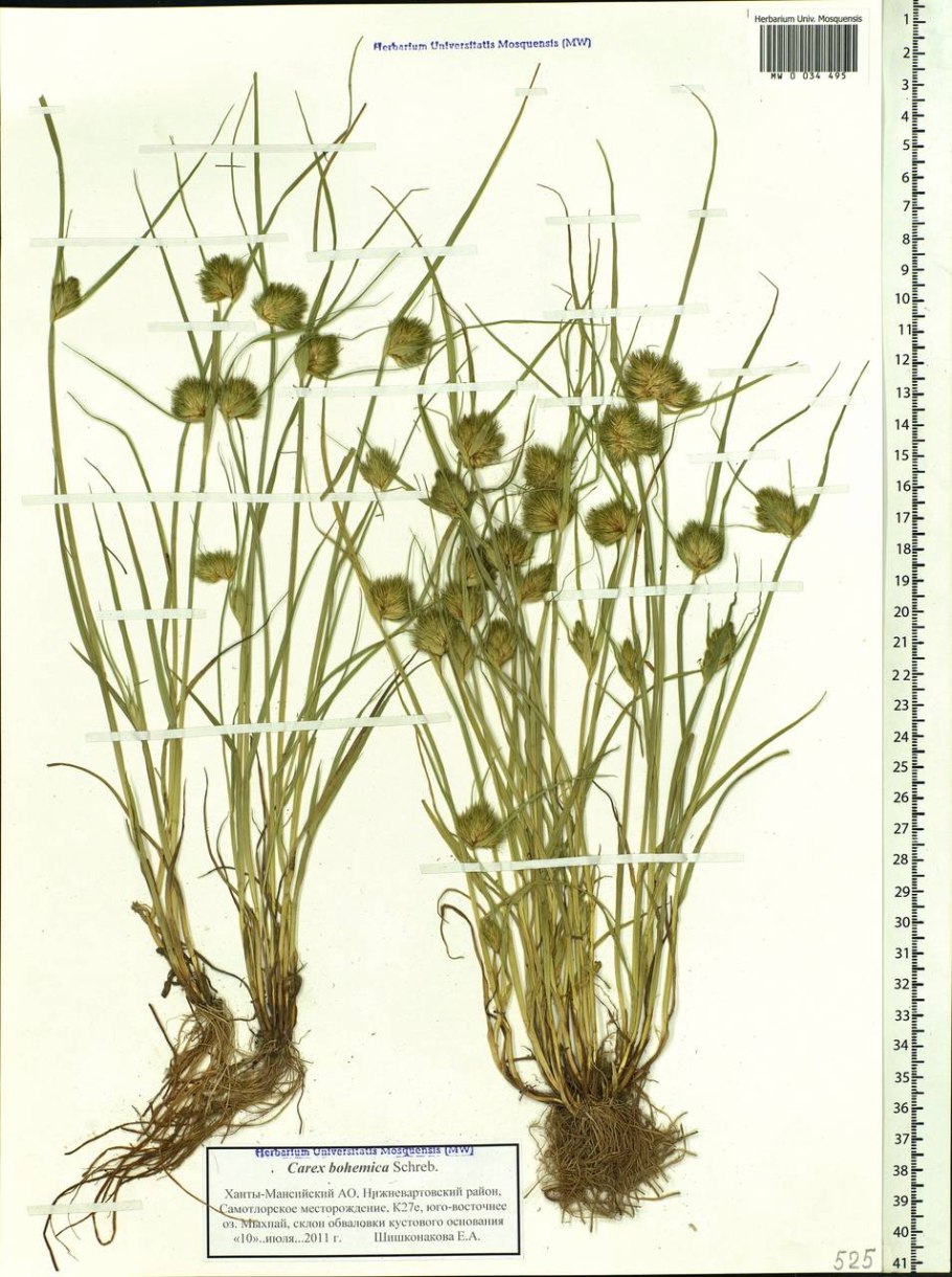 Осока сытевидная