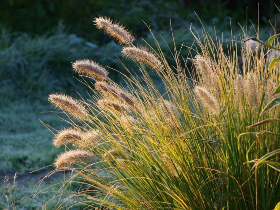 Осока гладконосая