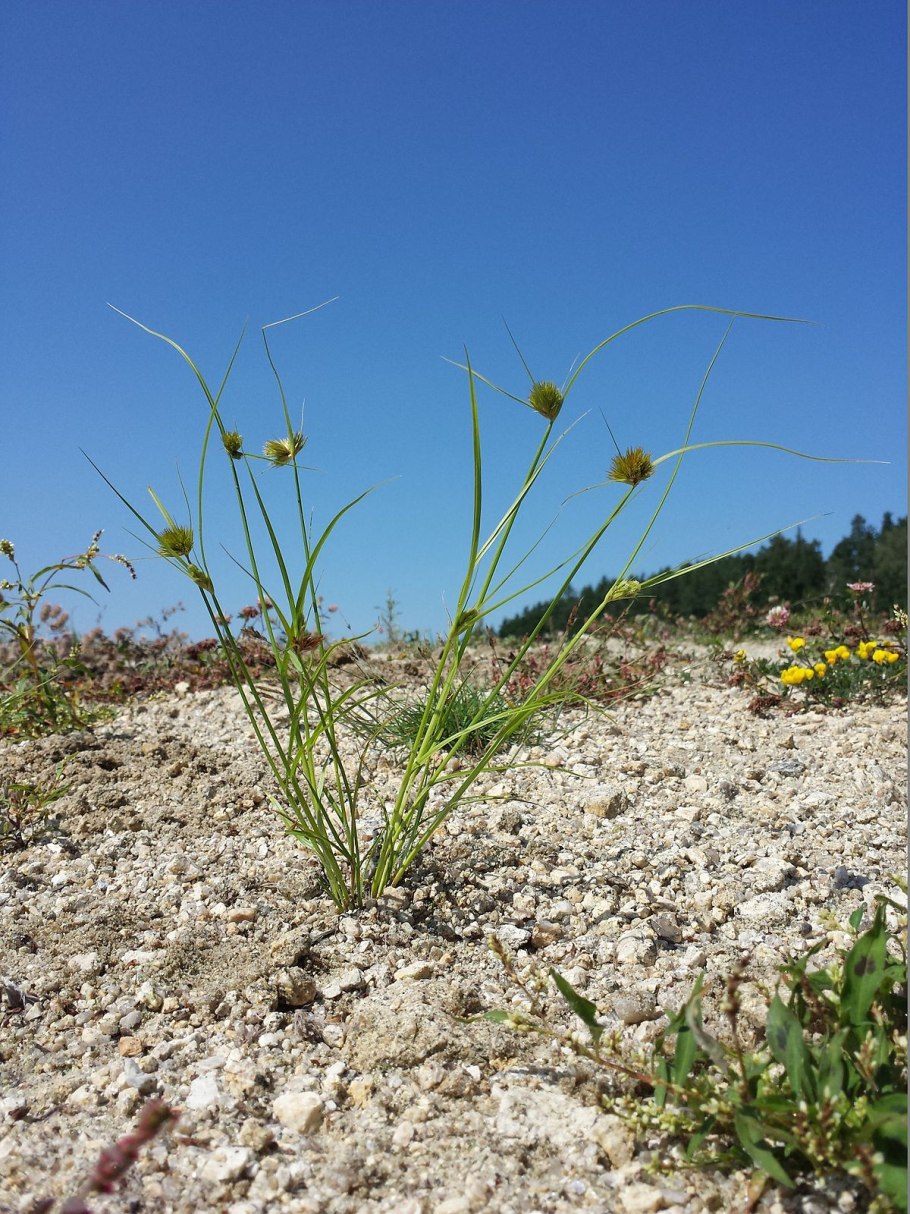 Осока струнокоренная