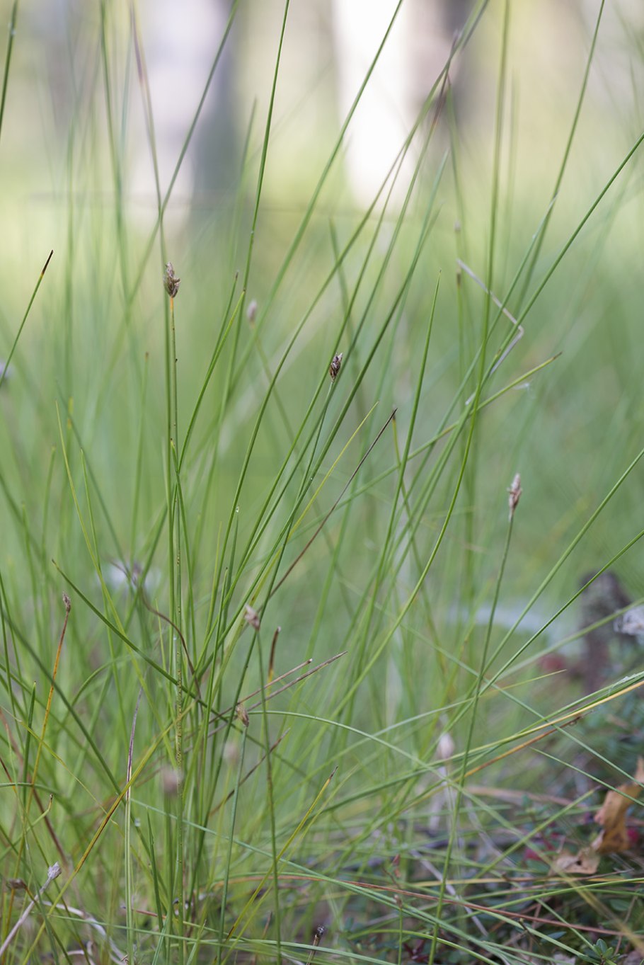 Carex leiorhyncha