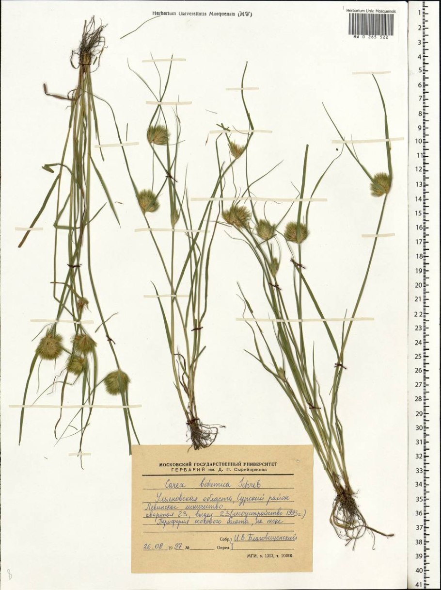 Осока сытевидная