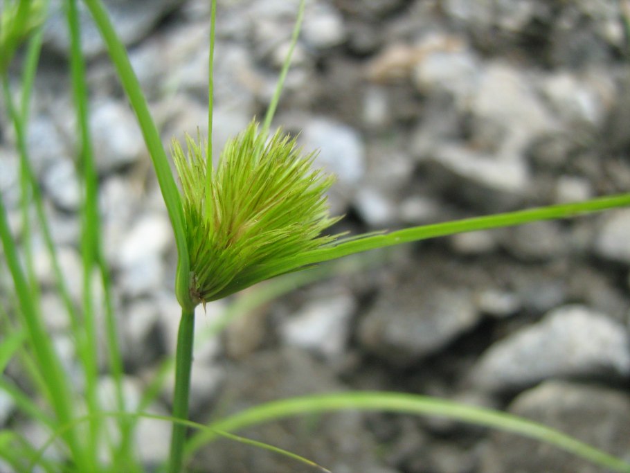 Осока Богемская Carex Bohemica Schreb